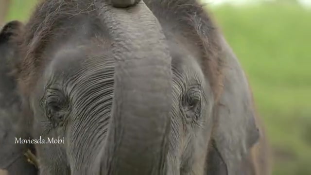 The Elephant Whisperers 2022 HD Sample.mp4